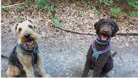 grafik1.png grafik1.png